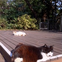愛宕神社の猫二匹