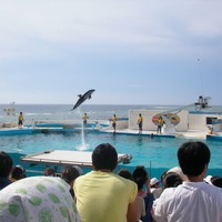 沖縄 美ら海水族館