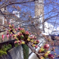 目黒川の桜のつぼみ