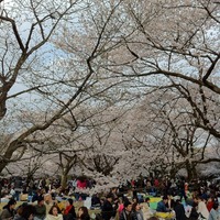 代々木公園 桜
