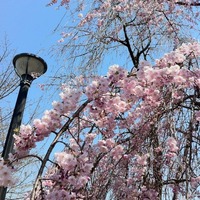 乾門 枝垂れ桜