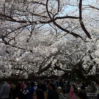 千鳥ヶ淵公園 桜満開