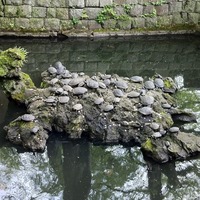 成田山 仁王池の亀