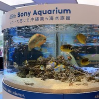 銀座 ソニービル 45th Sony Aquarium