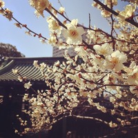 史跡 湯島聖堂 (Yushima temple) 梅の花と入徳門...