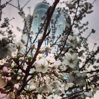 六本木ヒルズ (Roppongi Hills) 毛利庭園の桜はもう見頃だっ...