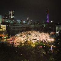 毛利庭園 夕方と同じ場所から庭園の桜と東京タワーのある夜景...