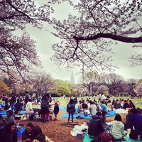 代々木公園 (Yoyogi Park) みんなで花見...