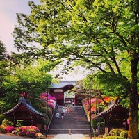 護国寺 (Gokoku-ji Temple) つつじ咲く不老門...