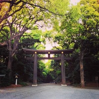 明治神宮 (Meiji Jingu Shrine) 大鳥居と永遠の森...
