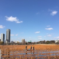 不忍池 Shinobazu Pond 抜け殻 遊歩道 一時期 ueno ゴミ池 池自体 花見