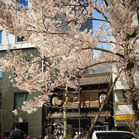 神田まつや まつや 南向き 日当たり kanda 昼時 靖国通り sakura street