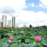 不忍池 Shinobazu Pond uenopark 上野公園頼み ネタ切れ lotus 蓮