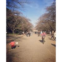 上野大仏 uenopark sunnyday 上野公園 イチョウ 黄色い絨毯 動物園入口あたり