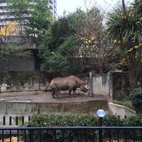 Ueno Zoo curryudon rainyday rhino ポテトフライ おつまみ 雨
