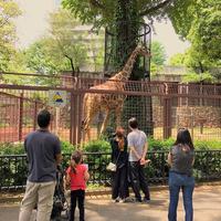 Ueno Zoo キリン uenozoo ゾウ オカピ舎 giraffe 生ビール 動物園