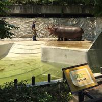Ueno Zoo dentifrice hippopotamus 歯磨き ueno カバ 日
